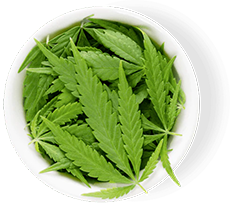 best organic essential oils